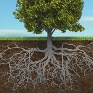 Lire la suite à propos de l’article Les racines, c’est quoi?