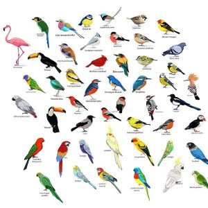 Lire la suite à propos de l’article 10 : Février le mois des oiseaux