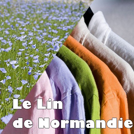 Le lin
