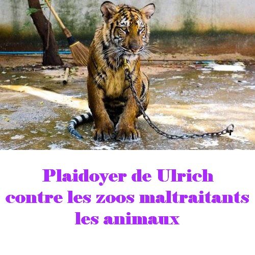 Plaidoyer pour la condition animale dans les zoos