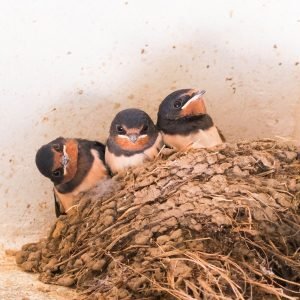 Lire la suite à propos de l’article Marie-Claire Aunai photographie la nature
