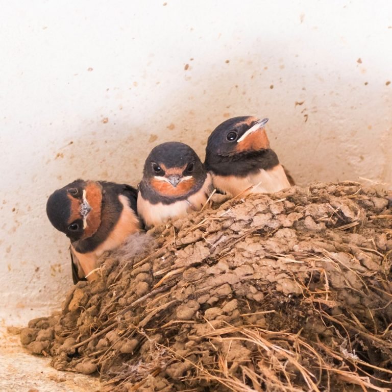Marie-Claire Aunai photographie la nature