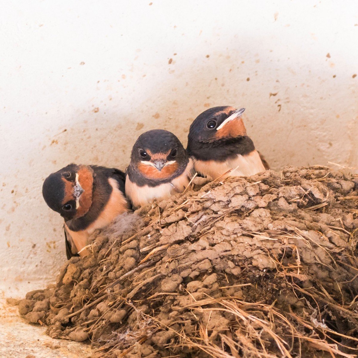 Lire la suite à propos de l’article Marie-Claire Aunai photographie la nature